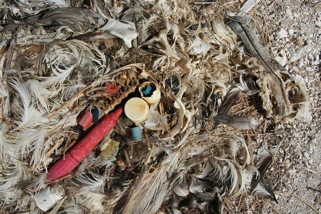 800px-albatross_chick_plastic