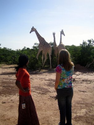 With the giraffes