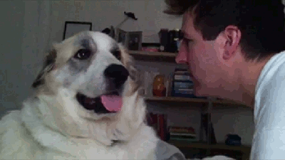 animals-being-jerks-gifs-dog-slap