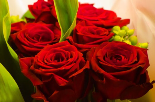 red-rose-valentine-day