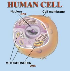 human-cell