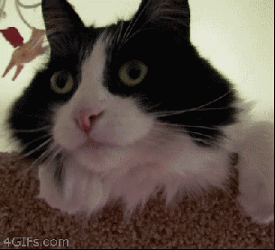 tumblr_n58w87yzz71rov1s3o1_400